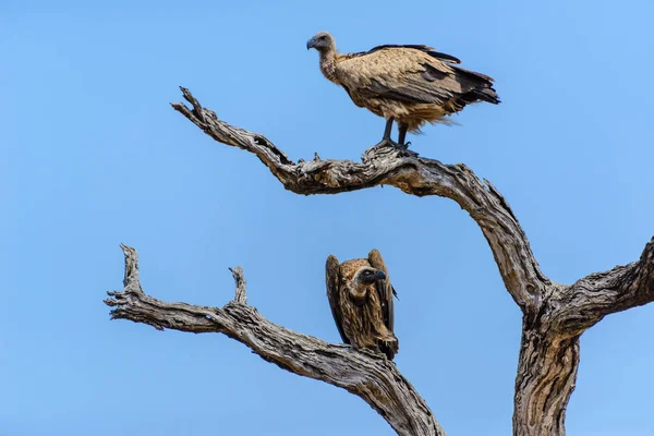 White-backed vultures in Kruger National Park, South Africa — Stock Photo, Image