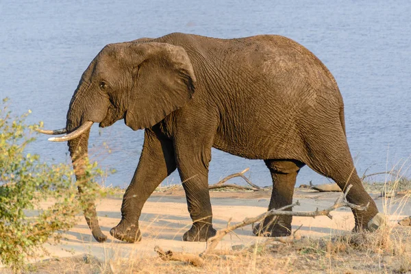 Elefante africano nel Kruger National Park, Sud Africa — Foto Stock