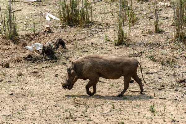 Warthog nel Kruger National Park, Sud Africa, Sud Africa — Foto Stock