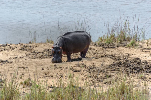 Hippo i Kruger nasjonalpark, Sør-Afrika – stockfoto