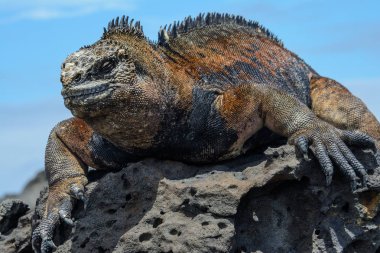 Galapagos deniz iguana, San Cristobal Adası, Ecuador