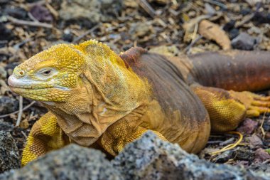 Galapagos arazi iguana, Santa Cruz Adası, Ecuador