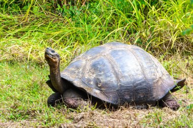El Chato Kaplumbağa Rezervindeki dev kaplumbağa, Galapagos Adaları, Ekvador