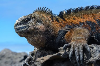 Galapagos deniz iguana, San Cristobal Adası, Ecuador