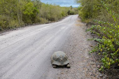 Dev kaplumbağa yolun gözyaşlarına duvar Isabela Adası, Ecuador