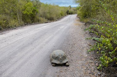 Giant tortoise on the road to the Wall of Tears, Isabela island, Ecuador clipart