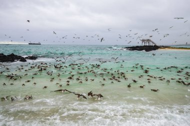 Balık tutma, Isabela Adası, Ekvador ve uçan Mavi ayaklı boobies yüzlerce