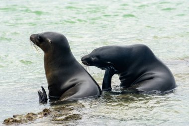 Galapagos deniz aslanları, Puerto Villamil, Isabela Adası, Ecuador