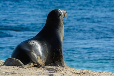 Galapagos deniz aslanı Mann Beach, San Cristobal Adası, Ecuador