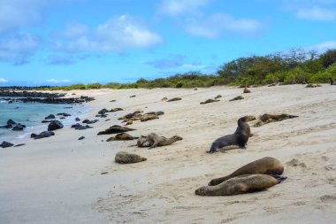 Galapagos deniz aslanları Punta Carola Beach, San Cristobal Adası, Ecuador