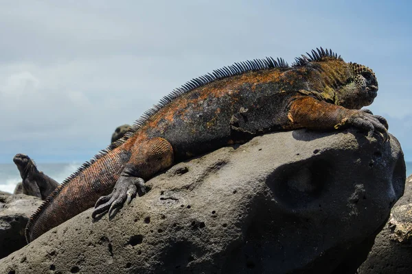 Galapagos deniz iguana, San Cristobal Adası, Ecuador — Stok fotoğraf