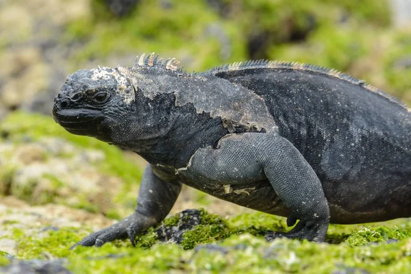 Galapagos marine iguana, Isabela eiland, Ecuador — Stockfoto