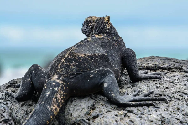 Galapagos deniz iguana, Isabela Adası, Ecuador — Stok fotoğraf
