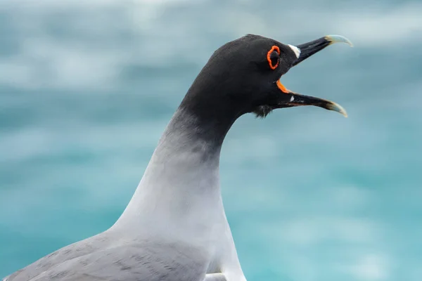 Gabbiano coda di rondine, Isole Galapagos, Ecuador — Foto Stock