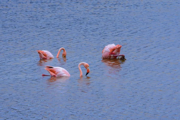 Greater Flamingos, ilha Isabela em Galápagos, Equador — Fotografia de Stock