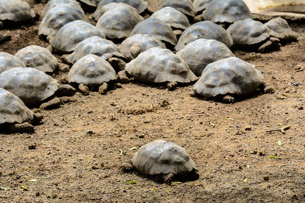 Reuze schildpadden in het centrum van het fokken van Arnaldo Tupiza, Isabela eiland, Ecuador — Stockfoto