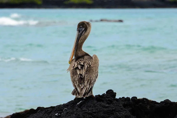 Bruna Pelikanen på en klippa, Isabela island, Ecuador — Stockfoto