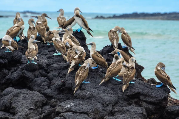 Mavi ayaklı boobies bir kayaya, Isabela Adası, Ecuador — Stok fotoğraf