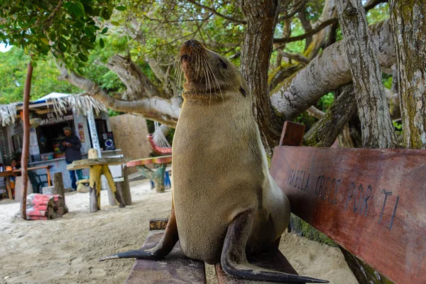 León marino de Galápagos en un asiento de banco, Islas Galápagos, Ecuador —  Fotos de Stock