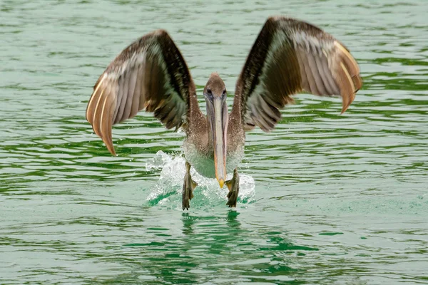 Brown pelican, Isabela island, Equador — Fotografia de Stock