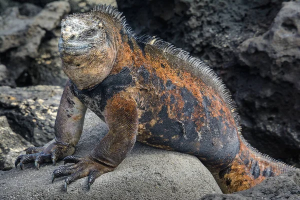 Galapagos deniz iguana, San Cristobal Adası, Ecuador — Stok fotoğraf