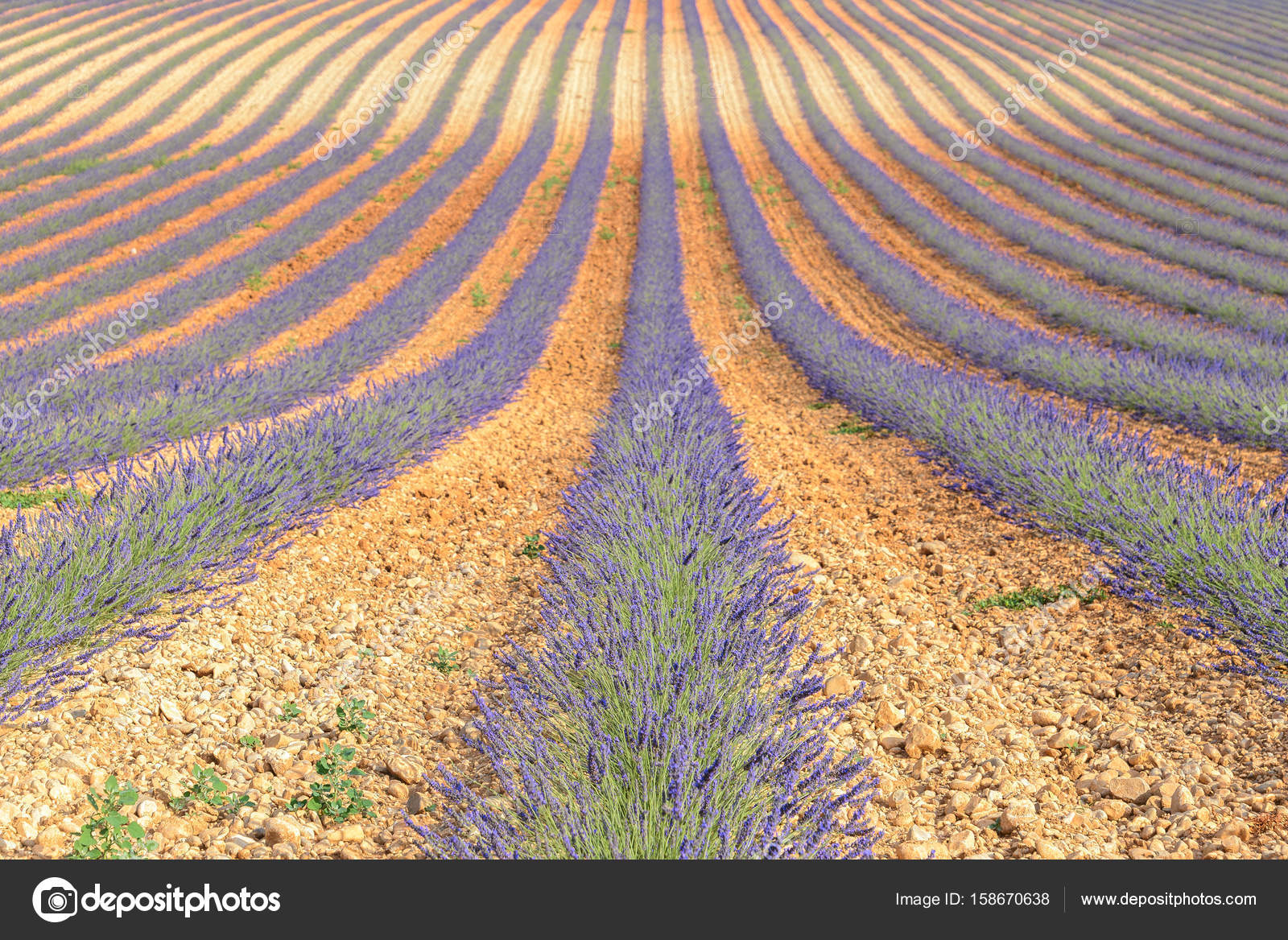 Lavanta alan Valensole Yaylası, Provence, Fransa — Stok Foto