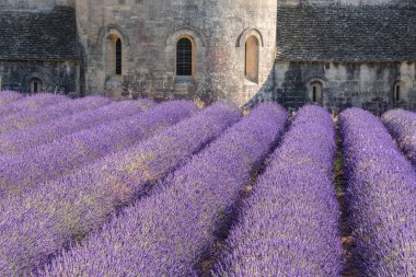 Senanque Abbey with a lavender field, Provence, France clipart
