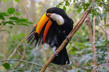 Büyük kuş kafesi içinde renkli toucan
