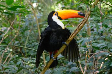 Büyük kuş kafesi içinde renkli toucan