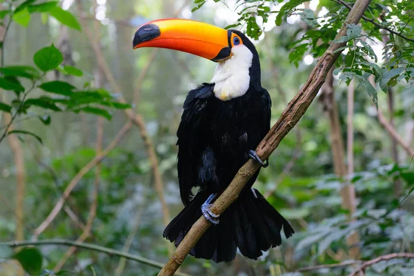 Πολύχρωμο toucan στο κλουβί — Φωτογραφία Αρχείου