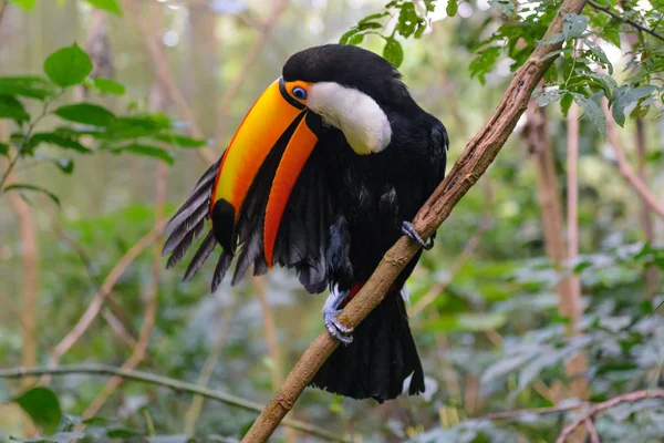 Tocano colorido no aviário — Fotografia de Stock