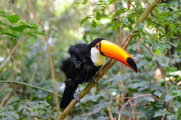 Tocano colorido no aviário — Fotografia de Stock