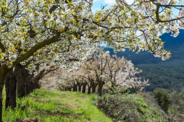 Cherry blossoms at Caderechas valley, Spain clipart