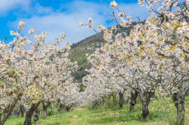 Cherry blossoms at Caderechas valley, Spain clipart