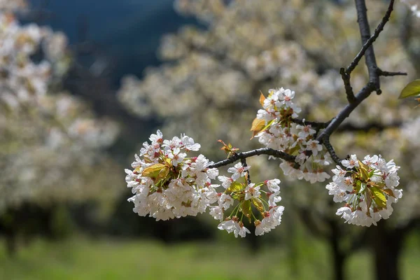 Kiraz Çiçeği Çiçek Spanya — Stok fotoğraf