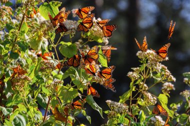 Monarch kelebek biyosfer rezervi, michoacan, Meksika