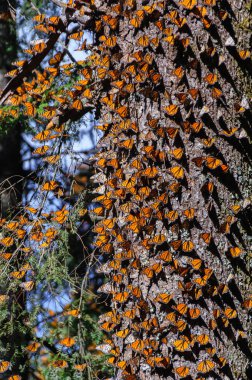 Monarch kelebek biyosfer rezervi, michoacan, Meksika