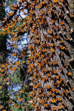 Monarch Butterfly Biosphere Reserve, Michoacan, Mexico clipart