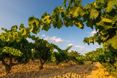 Bağ yaz, La Rioja, Spain