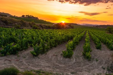 Bağ gün batımında, La Rioja, Spain