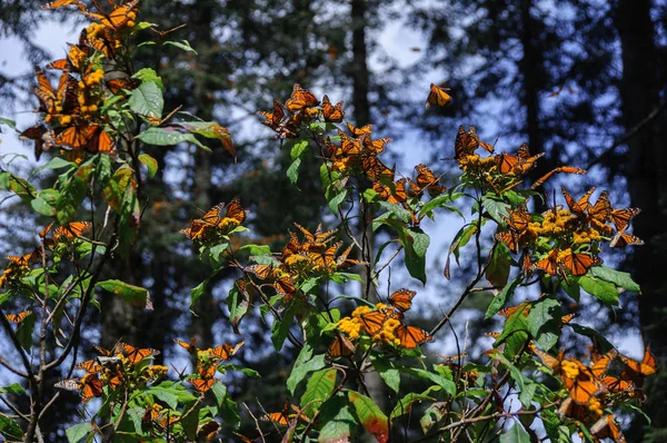 Πεταλούδα Μονάρχης Της Βιόσφαιρας Michoacan Μεξικό — Φωτογραφία Αρχείου