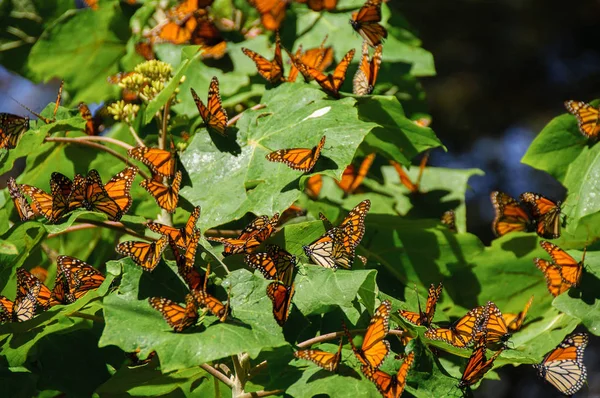 Monarch Butterfly Biosfery Michoacan Meksyk — Zdjęcie stockowe