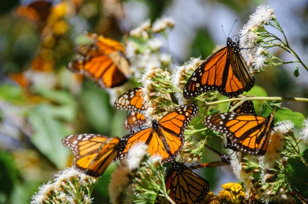 Réserve Biosphère Papillon Monarque Michoacan Mexique — Photo