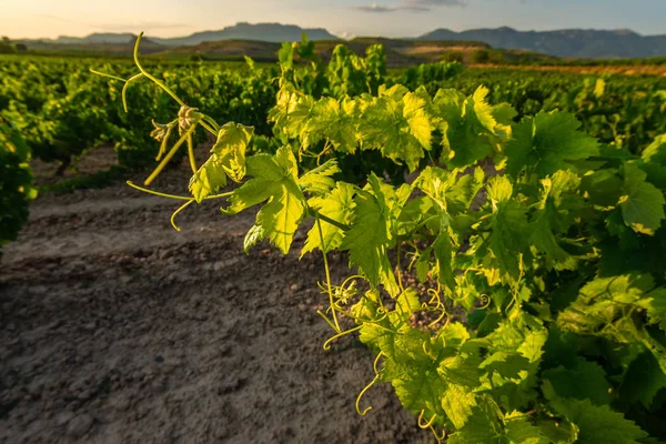 Vinice Létě Rioja Španělsko — Stock fotografie