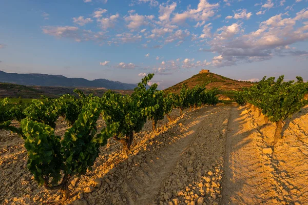 Wijngaard Met Davaillo Kasteel Als Achtergrond Rioja Spanje — Stockfoto