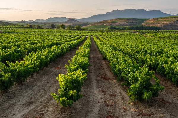 Vineyard San Vicente Sonsierra Mint Háttér Rioja Spanyolország — Stock Fotó