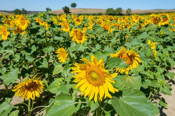 Field Sunflowers Rioja Spain — Stock Photo, Image