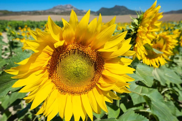 Field Sunflowers Rioja Spain — Stock Photo, Image