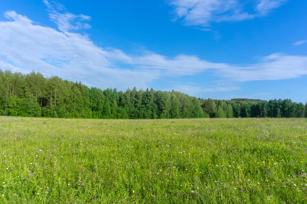 森の端にある日当たりの良い牧草地 — ストック写真