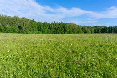 Arka planda güneşli çayır ve öngörü kenarı